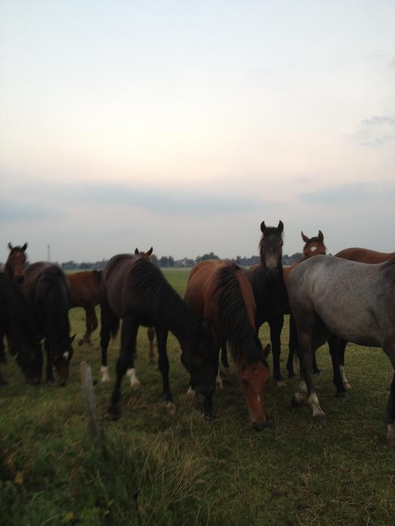Farm Stay Hof Auf Der Wurp Harrierwurp Luaran gambar